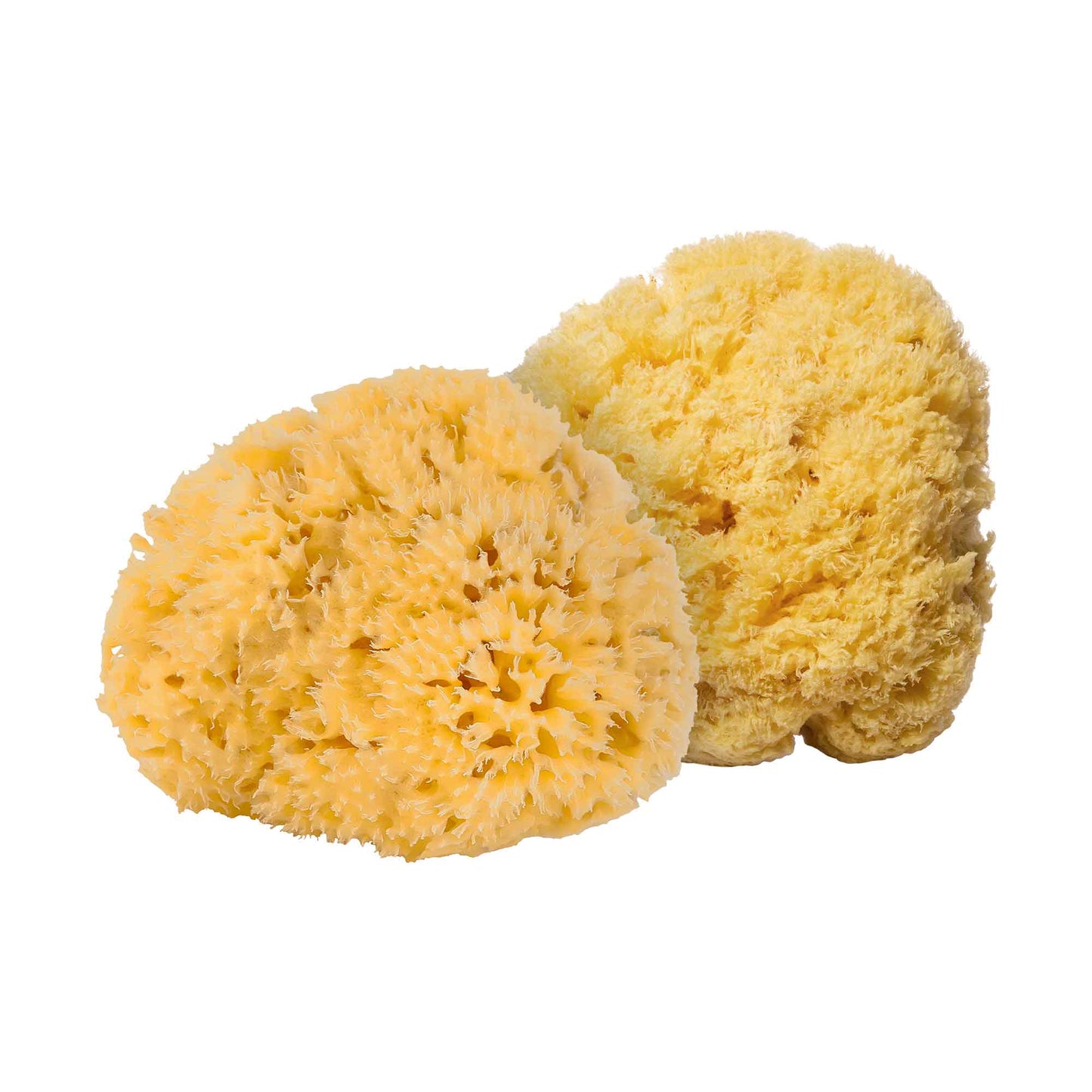 Wrath Cosmetics Mini Sea Sponge x2